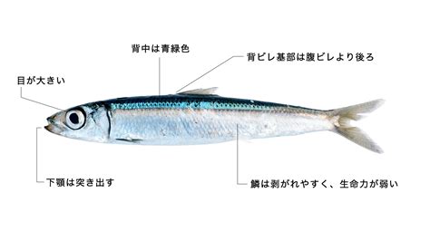 ウルメイワシ 【潤目鰯】の特徴・生態、食べ方や旬、料理を徹底解説！ とともん