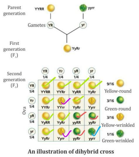 Dihybrid Cross Definition Examples And Overview 41 OFF