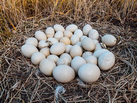 What Bird Lays The Largest Egg 9 Biggest Bird Eggs In Birdfact