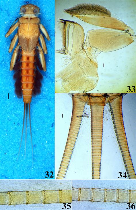 Paegniodes Cupulatus Eaton 1871 32 Larval Habitus Of Paegniodes