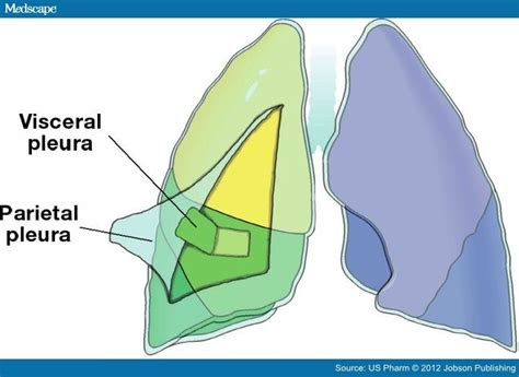 Visceral Pleura