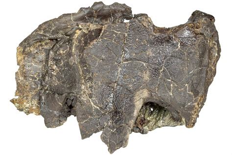 7.7" Partial, Cretaceous Fossil Turtle - Judith River Formation ...