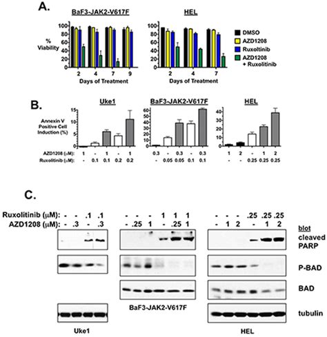 Azd Enhances Apoptosis Induced By Ruxolitinib A Baf Jak V F