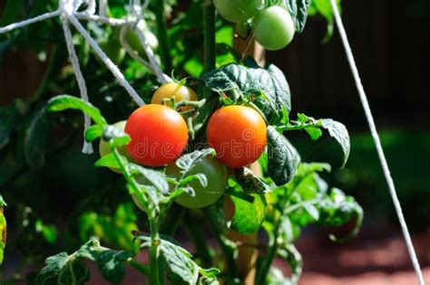 Small Tomato Plant stock image. Image of green, farm - 11987803