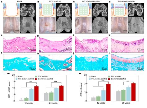 Figure From Enhanced Osteochondral Regeneration With A D Printed