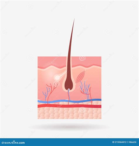 Follicolo Per Capelli Anatomia Interna Degli Organi Umano Anatomia