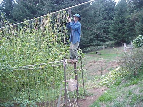 The Ultimate Diy Pole Bean Trellis