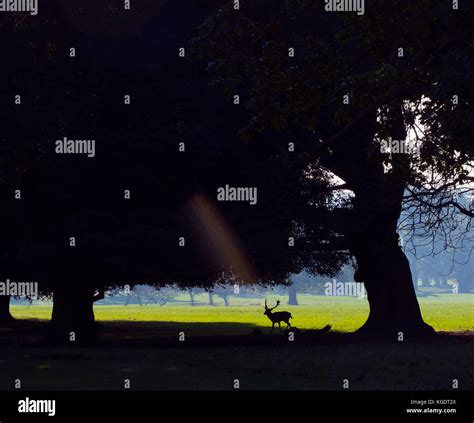 Fallow Deer Cervus Dama Silhouette Stock Photo Alamy