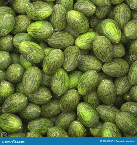 Pile of Ripe Piel De Sapo stock illustration. Illustration of gourmet ...