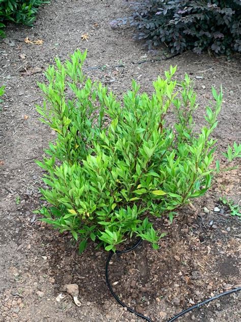 Frost Proof Gardenia | Frost Proof Gardenia Bush — PlantingTree