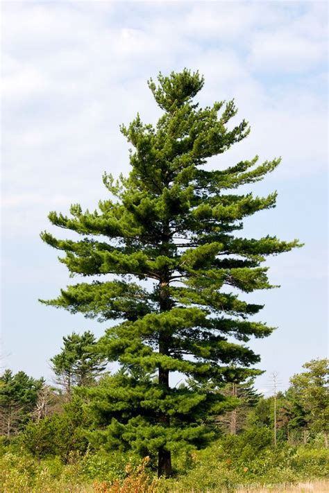 Pinus Strobus Tree