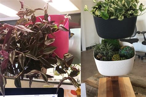 Cubicle Planter Greencleandesigns Best Cubicle Plants Biophilic Design