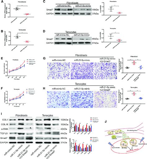 Mir P Promotes Proliferation Migration And Pro Fibrotic