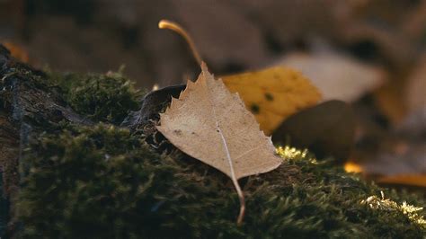 Insight Shot On Canon 600D Cinematic Short Film EF S 18 55mm