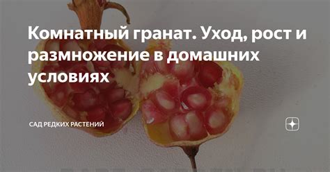 Комнатный гранат. Уход, рост и размножение в домашних условиях | Сад ...