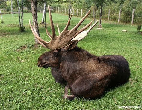 Bitstop: Shubenacadie Wildlife Park, NS