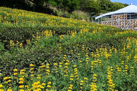 Premium Photo Yellow Perennial Lupine In The Garden