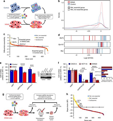 Identification Of Atp A As A Vulnerability For Kras Addicted Crc