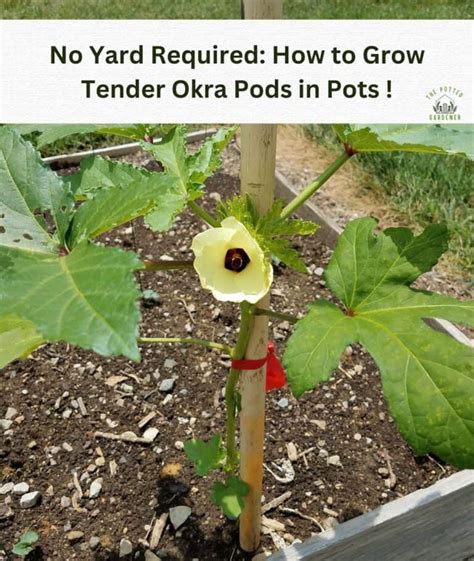 Simple Steps For Successfully Growing Okra In Containers The Potted