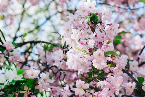 Sakura Bunga Buah Persik Yang Foto Gratis Di Pixabay Pixabay