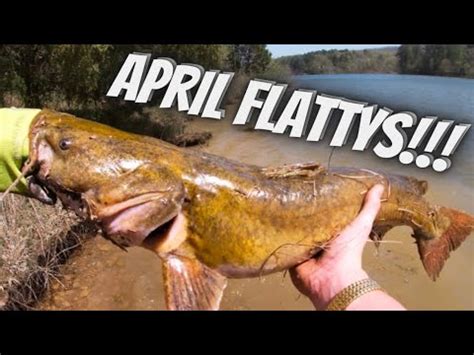 Fishing For Huge Fish From The Bank How To Catch Flathead Catfish