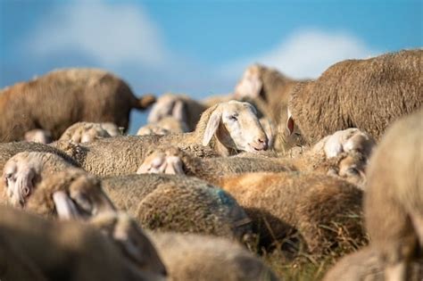 300,000+ Free Group Of Animals & Group Images - Pixabay