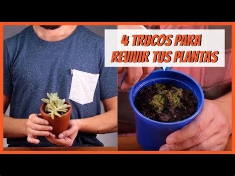 Trucos Para Revivir Tus Plantas Youtube