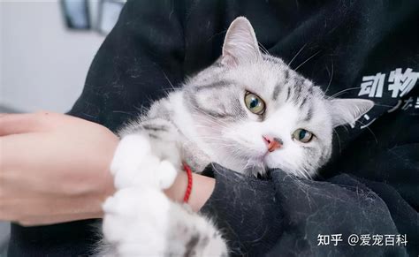 实话实说，爱养猫的都是这几种人，有你吗？ 知乎