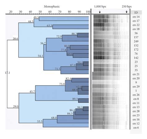 Amplicon Profile And Phylogenetic Tree From Box Pcr A Gtg5 Pcr B