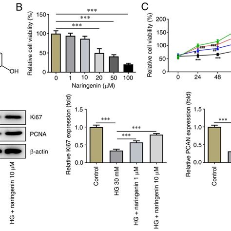 Naringenin Promotes HG Induced HREC Proliferation A Chemical