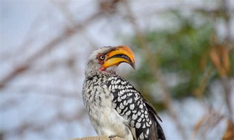 Rwanda Bird Watching Tours Birding Safaris In Rwanda