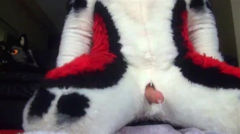 Husky Fursuit Cumshot Pornhub Gay