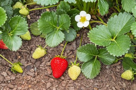 Garden Strawberry Plant Starting To Grow After A Period Of Dormancy In