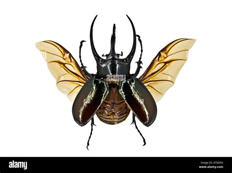 Atlas Beetle Wings