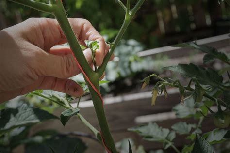 When And How To Prune Indeterminate Tomatoes For The Best Crop