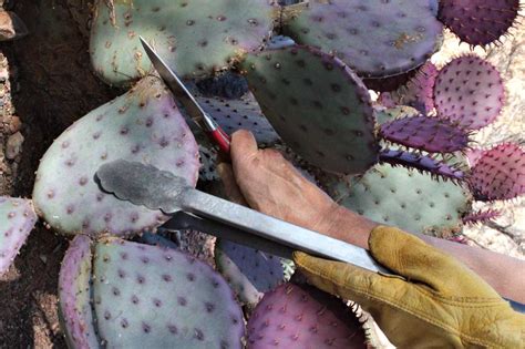 How To Prune Cacti And Succulents Phoenix Home And Garden