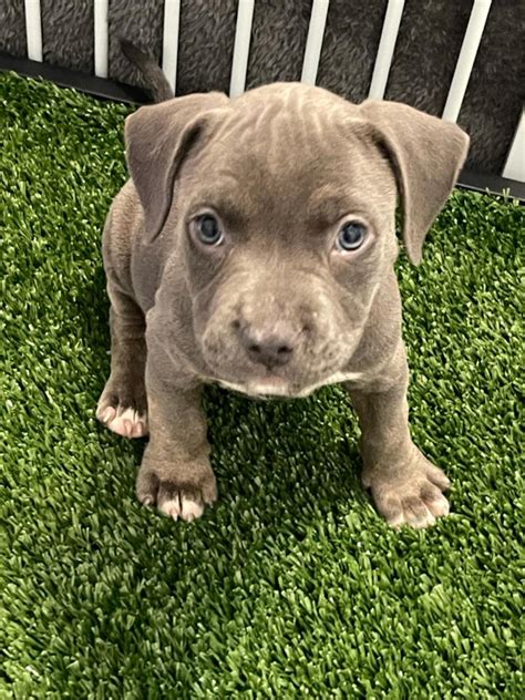 Blue Tri Bully Puppy for sale in Houston, TX - 5miles: Buy and Sell