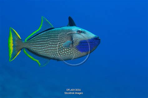 male gilded triggerfish xanthichthys auromarginatus hawaii