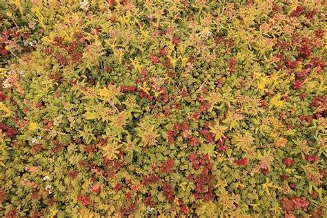 Newly Renovated Milwaukee Art Museum Installs A Green Roof As Part Of