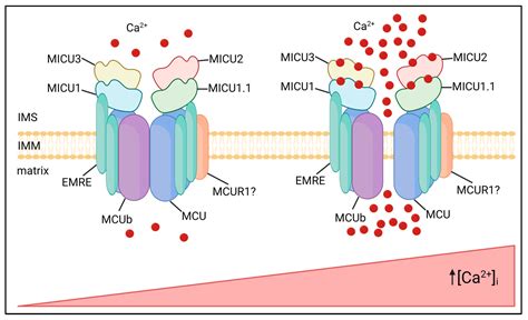 Biomolecules Free Full Text The Mitochondrial Calcium Uniporter