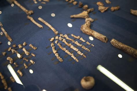 New Almost Human Relative Homo Naledi Discovered In South Africa