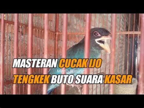 Masteran Cucak Ijo Terbaik Tengkek Buto Gacor Ngekek Panjang YouTube