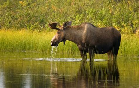 Moose Alaska Wildland Adventures