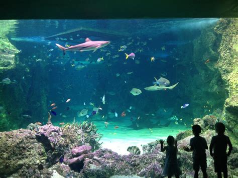 Sydney Sea Life Aquarium Empyrean Lighting