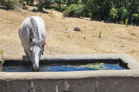 How To Keep A Horse Water Trough Clean? - Horses & Foals