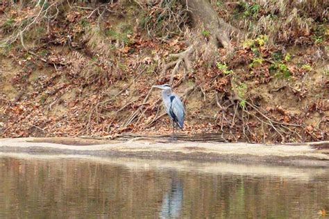 The Scenic Duck River Explore A Beautiful Natural Treasure In Tennessee