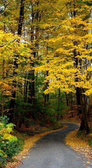 Yellow Leaves Tree Free Image Peakpx