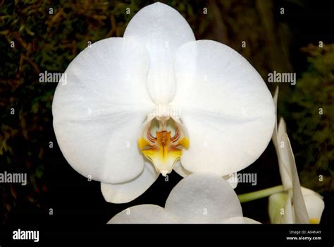 White Moth Orchid Phalaenopsis Stock Photo Alamy