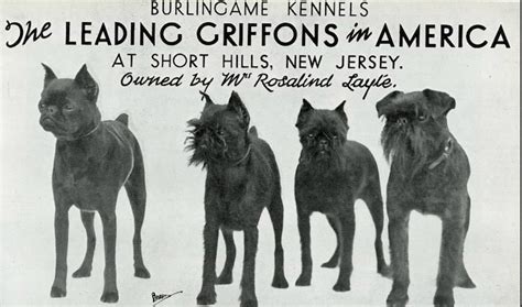Brussels Griffon History: From Scruffy Ratter to Beloved House Pet ...