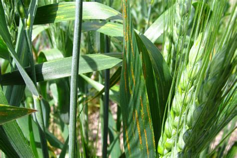 Springing Into Foliar Diseases In Wheat Integrated Crop And Pest